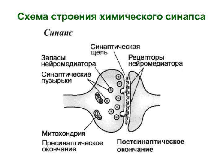 Строение химического синапса рисунок