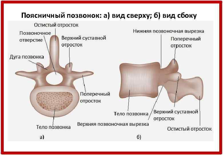Поясничный позвонок: а) вид сверху; б) вид сбоку 