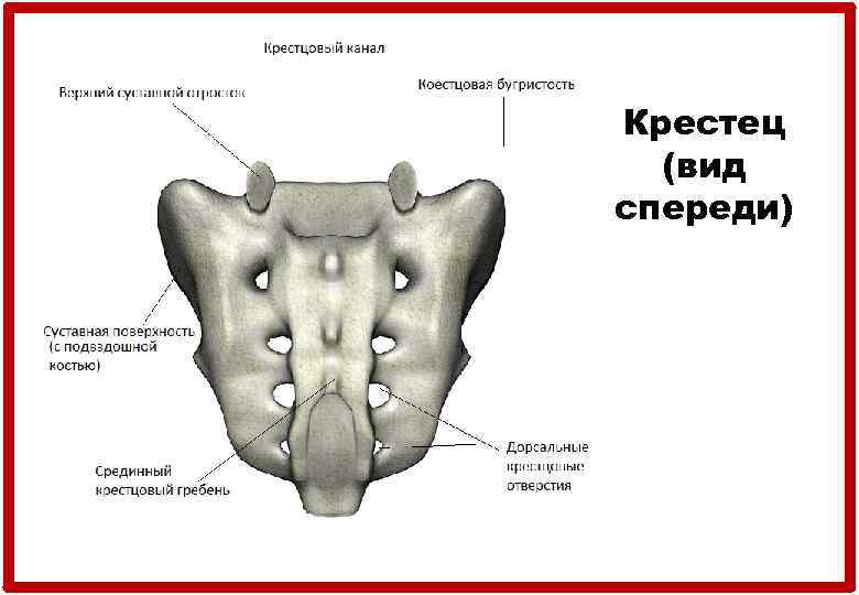 Крестец (вид спереди) 