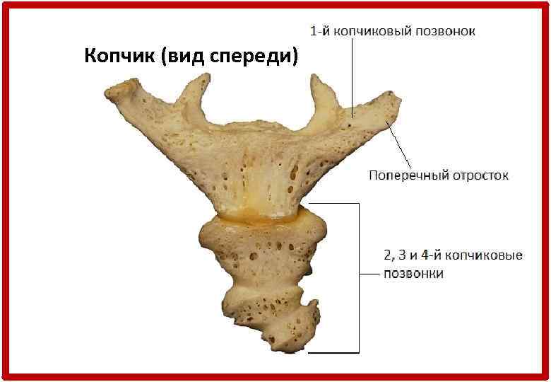 Копчик (вид спереди) 
