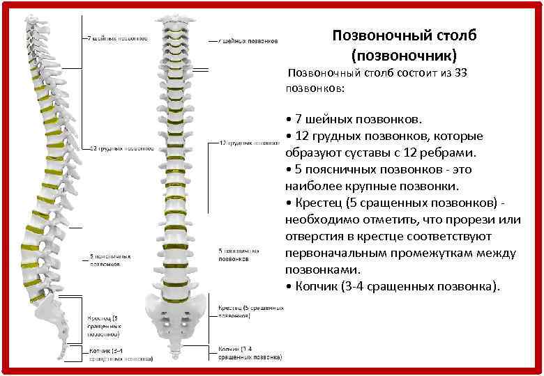 Позвоночный столб (позвоночник) Позвоночный столб состоит из 33 позвонков: • 7 шейных позвонков. •