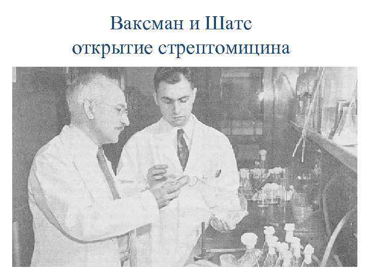 Ваксман и Шатс открытие стрептомицина 