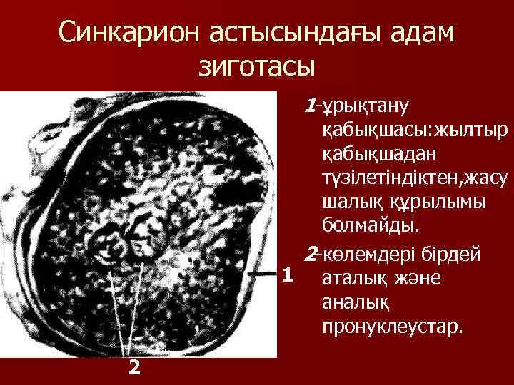 Синкарион астысындағы адам зиготасы 1 -ұрықтану қабықшасы: жылтыр қабықшадан түзілетіндіктен, жасу шалық құрылымы болмайды.