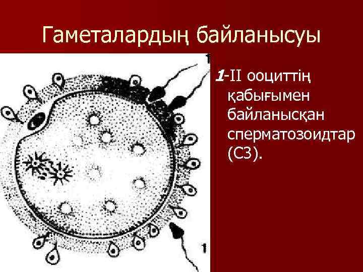 Гаметалардың байланысуы 1 -II ооциттің қабығымен байланысқан сперматозоидтар (С 3). 