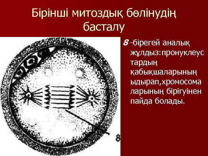 Бірінші митоздық бөлінудің басталу 8 -бірегей аналық жұлдыз: пронуклеус тардың қабықшаларының ыдырап, хромосома ларының