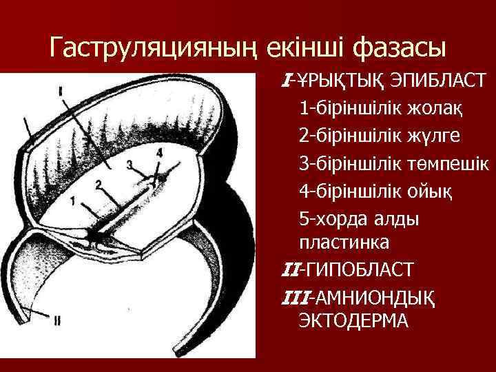 Гаструляцияның екінші фазасы I-ҰРЫҚТЫҚ ЭПИБЛАСТ 1 -біріншілік жолақ 2 -біріншілік жүлге 3 -біріншілік төмпешік