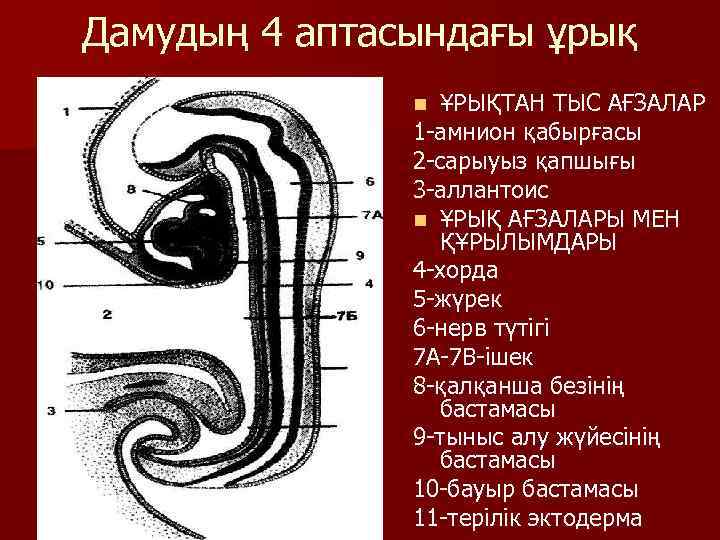 Дамудың 4 аптасындағы ұрық ҰРЫҚТАН ТЫС АҒЗАЛАР 1 -амнион қабырғасы 2 -сарыуыз қапшығы 3