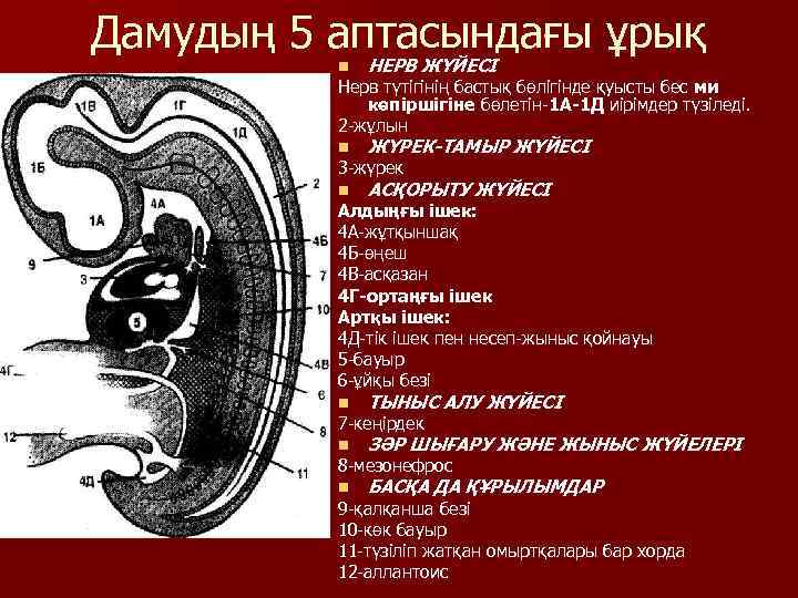 Дамудың 5 аптасындағы ұрық n НЕРВ ЖҮЙЕСІ n ЖҮРЕК-ТАМЫР ЖҮЙЕСІ n АСҚОРЫТУ ЖҮЙЕСІ n