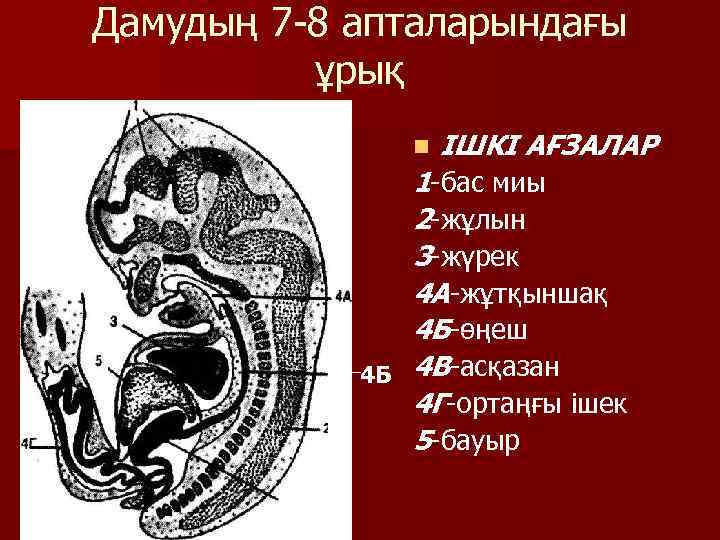 Дамудың 7 -8 апталарындағы ұрық n ІШКІ АҒЗАЛАР 1 -бас миы 2 -жұлын 3