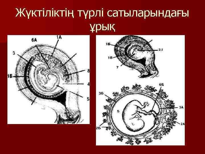 Жүктіліктің түрлі сатыларындағы ұрық 