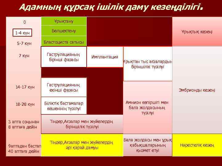 Адамның құрсақ ішілік даму кезеңділігі. 0 0 0 1 -4 0 күн Ұрықтану Бөлшектену