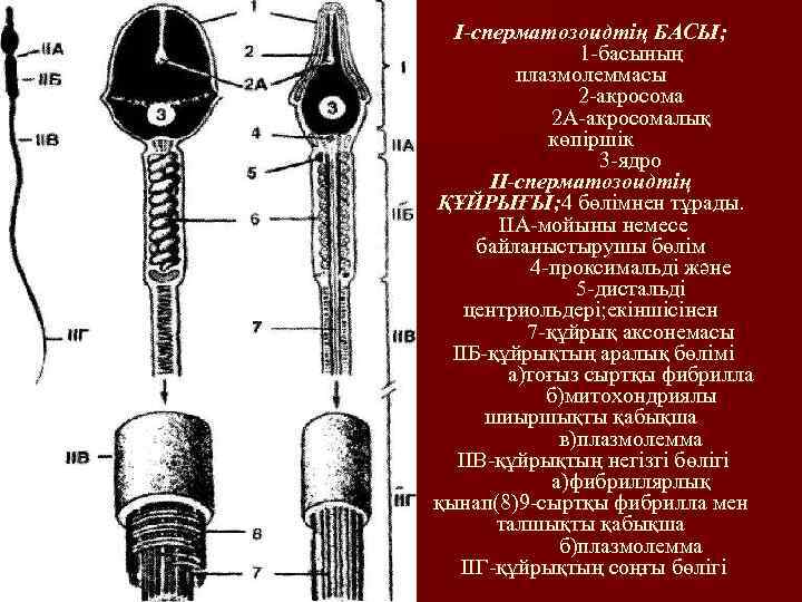 I-сперматозоидтің БАСЫ; 1 -басының плазмолеммасы 2 -акросома 2 А-акросомалық көпіршік 3 -ядро II-сперматозоидтің ҚҰЙРЫҒЫ;