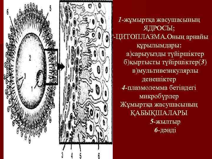 1 -жұмыртқа жасушасының ЯДРОСЫ; 2 -ЦИТОПЛАЗМА. Оның арнайы құрылымдары: а)сарыуызды түйіршіктер б)қыртысты түйіршіктер(3) в)мультивезикулярлы