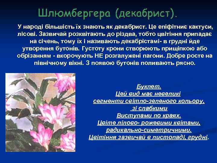  У народі більшість їх знають як декабрист. Це епіфітниє кактуси, лісові. Зазвичай розквітають