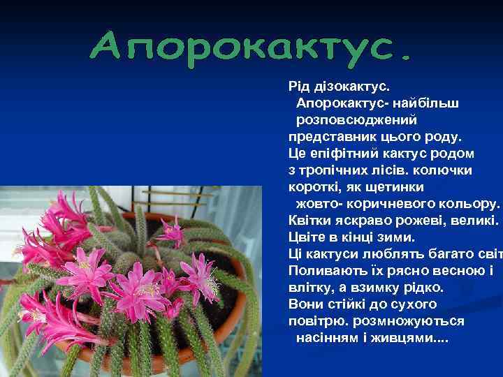 Рід дізокактус. Апорокактус- найбільш розповсюджений представник цього роду. Це епіфітний кактус родом з тропічних