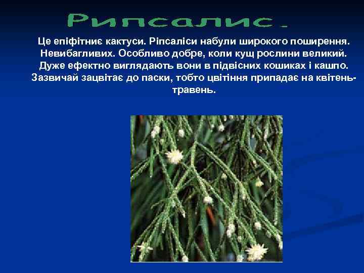 Це епіфітниє кактуси. Ріпсаліси набули широкого поширення. Невибагливих. Особливо добре, коли кущ рослини великий.