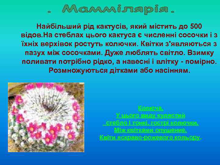 Найбільший рід кактусів, який містить до 500 відов. На стеблах цього кактуса є численні