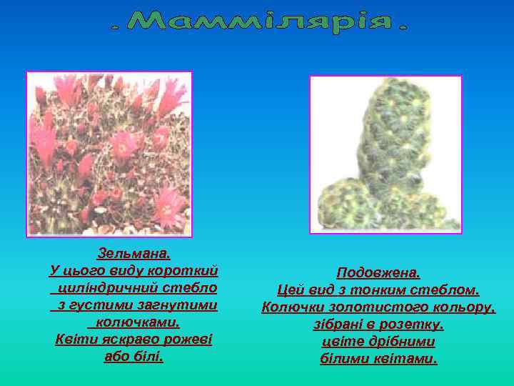 Зельмана. У цього виду короткий циліндричний стебло з густими загнутими колючками. Квіти яскраво рожеві