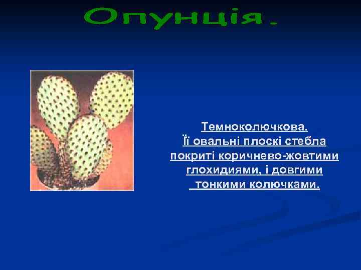 Темноколючкова. Її овальні плоскі стебла покриті коричнево-жовтими глохидиями, і довгими тонкими колючками. 