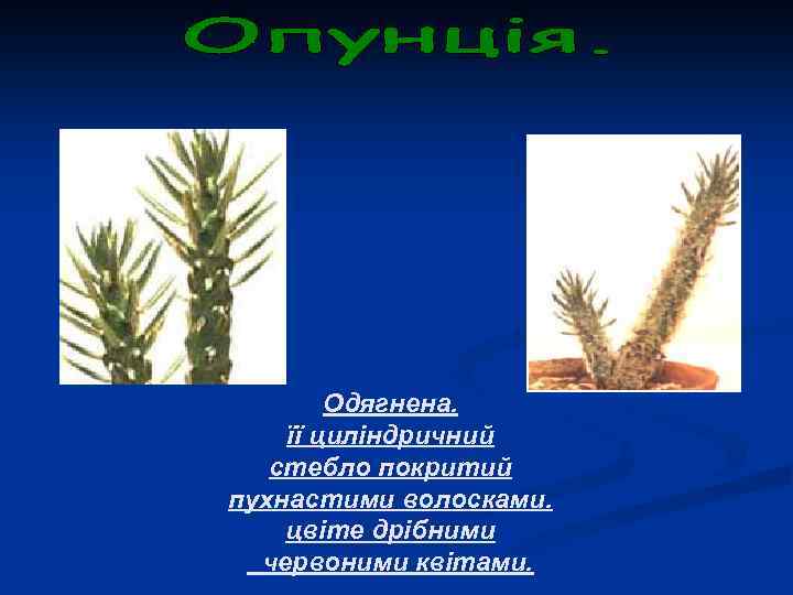 Одягнена. її циліндричний стебло покритий пухнастими волосками. цвіте дрібними червоними квітами. 