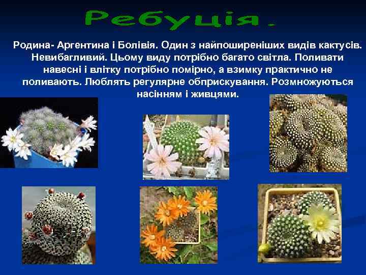 Родина- Аргентина і Болівія. Один з найпоширеніших видів кактусів. Невибагливий. Цьому виду потрібно багато