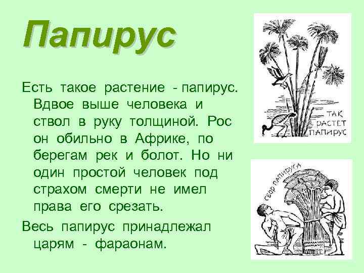 Папирус Есть такое растение - папирус. Вдвое выше человека и ствол в руку толщиной.