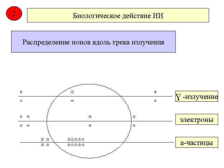 2 Биологическое действие ИИ Распределение ионов вдоль трека излучения Ɣ -излучение электроны а-частицы 