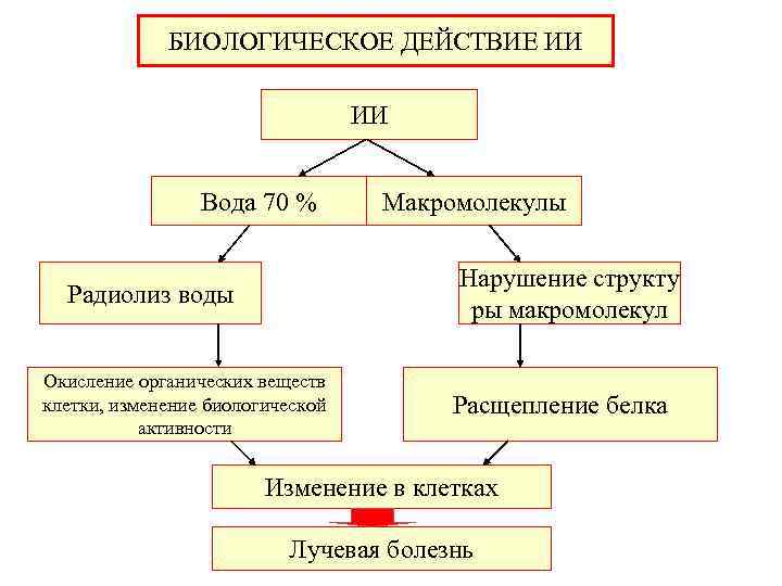 БИОЛОГИЧЕСКОЕ ДЕЙСТВИЕ ИИ ИИ Вода 70 % Макромолекулы Нарушение структу ры макромолекул Радиолиз воды