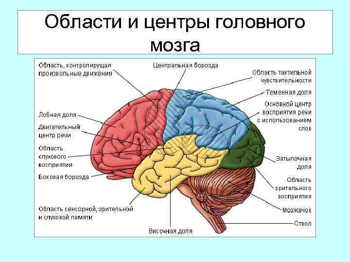 Области и центры головного мозга 