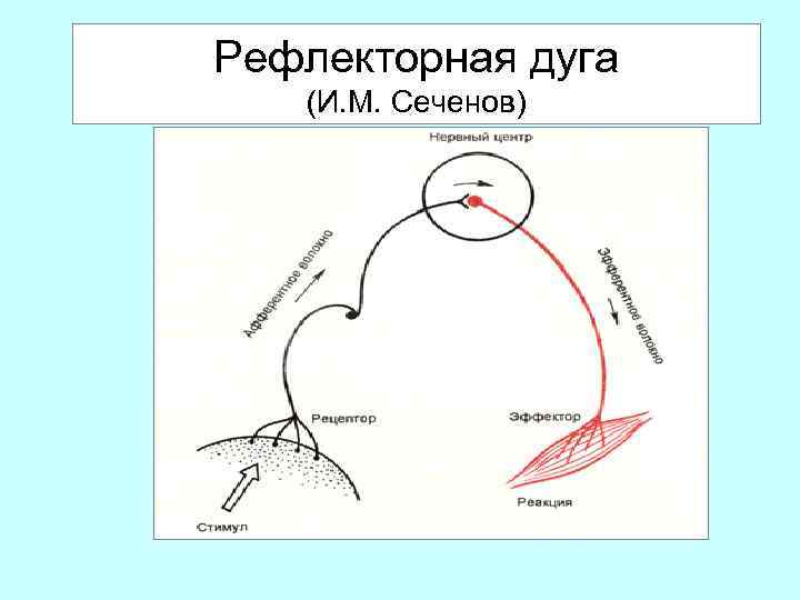 Рефлекторная дуга (И. М. Сеченов) 