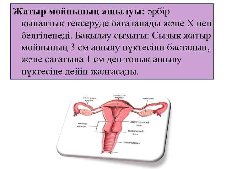 Жатыр мойнының ашылуы: әрбір қынаптық тексеруде бағаланады және Х пен белгіленеді. Бақылау сызығы: Сызық
