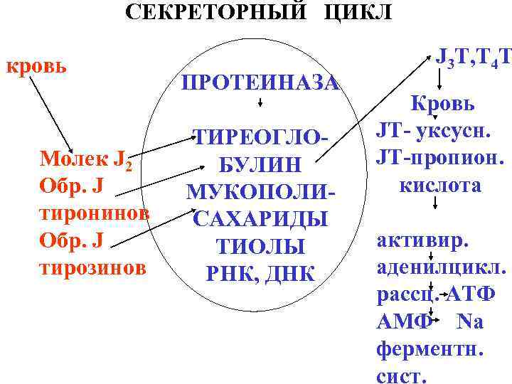 СЕКРЕТОРНЫЙ ЦИКЛ кровь Молек J 2 Обр. J тиронинов Обр. J тирозинов ПРОТЕИНАЗА ТИРЕОГЛОБУЛИН