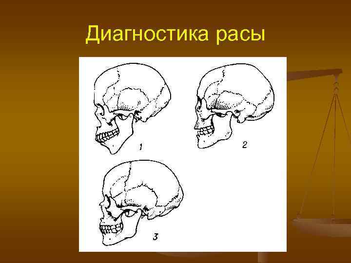 Диагностика расы 