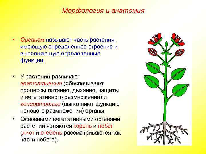 Морфология и анатомия • Органом называют часть растения, имеющую определенное строение и выполняющую определенные