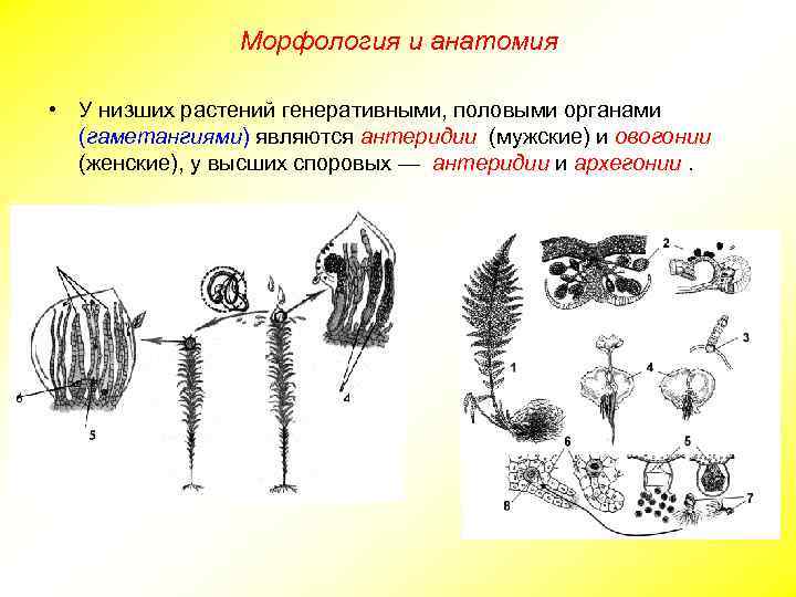 Морфология и анатомия • У низших растений генеративными, половыми органами (гаметангиями) являются антеридии (мужские)