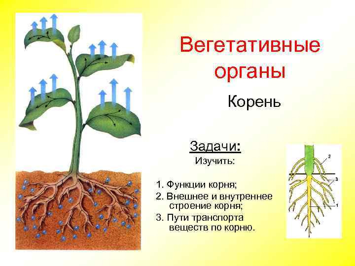 Вегетативные органы Корень Задачи: Изучить: 1. Функции корня; 2. Внешнее и внутреннее строение корня;