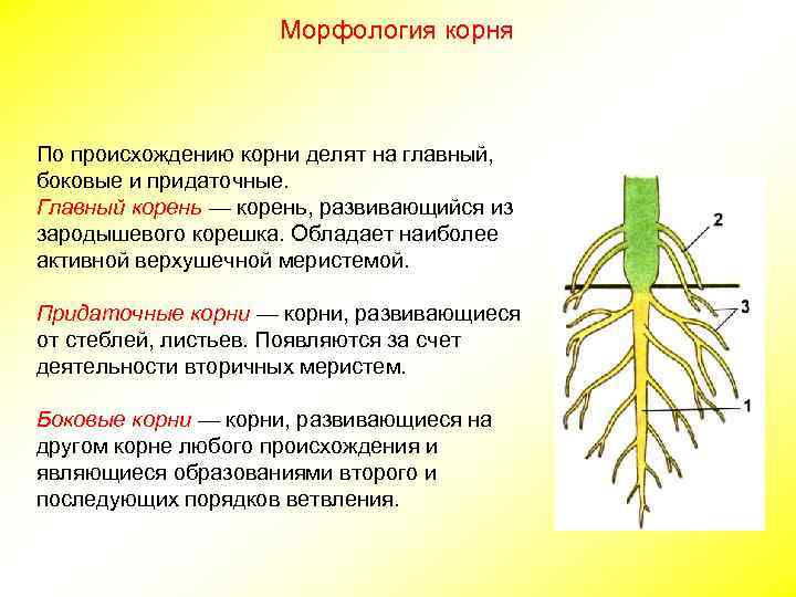 Морфология корня По происхождению корни делят на главный, боковые и придаточные. Главный корень —