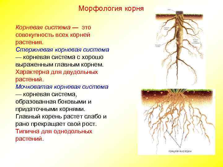 Морфология корня Корневая система — это совокупность всех корней растения. Стержневая корневая система —