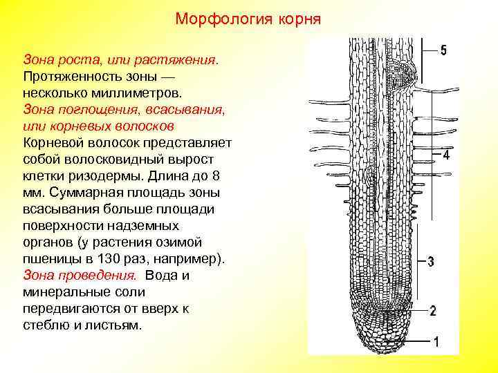 Морфология корня Зона роста, или растяжения. Протяженность зоны — несколько миллиметров. Зона поглощения, всасывания,