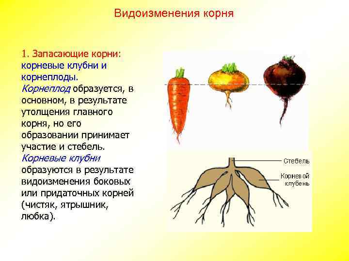Видоизменения корня 1. Запасающие корни: корневые клубни и корнеплоды. Корнеплод образуется, в основном, в