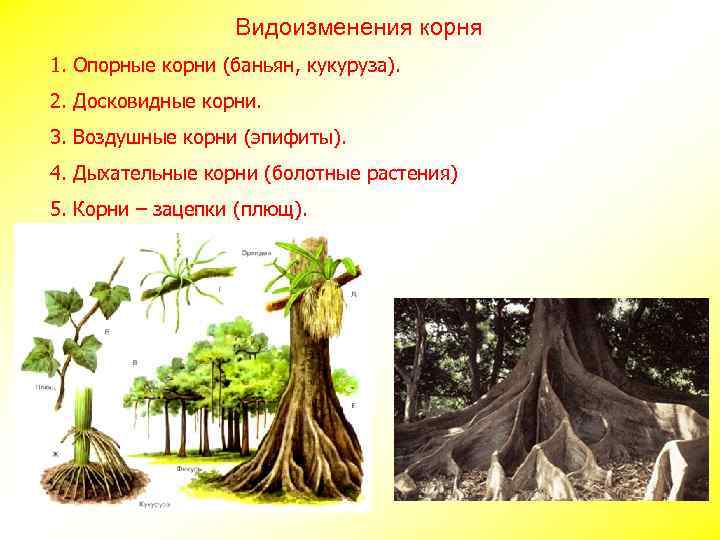 Видоизменения корня 1. Опорные корни (баньян, кукуруза). 2. Досковидные корни. 3. Воздушные корни (эпифиты).