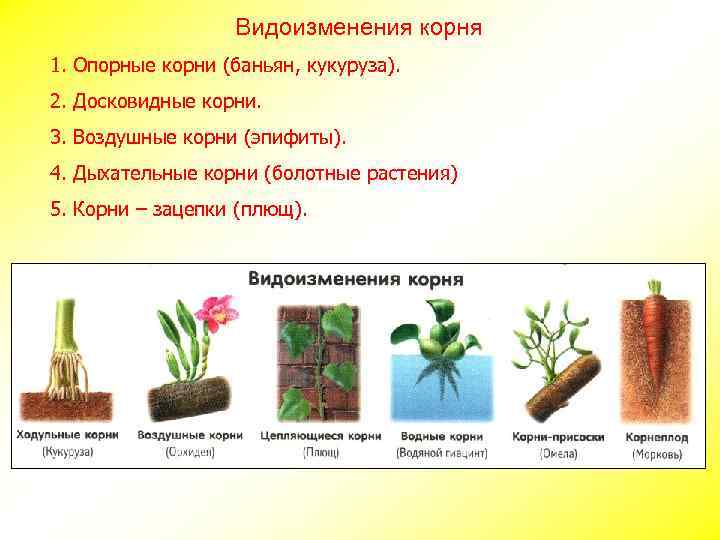 Видоизменения корня 1. Опорные корни (баньян, кукуруза). 2. Досковидные корни. 3. Воздушные корни (эпифиты).