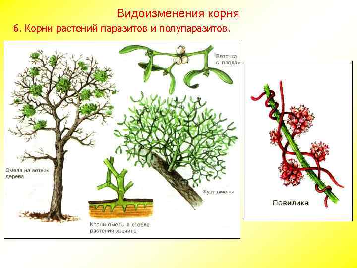 Видоизменения корня 6. Корни растений паразитов и полупаразитов. 