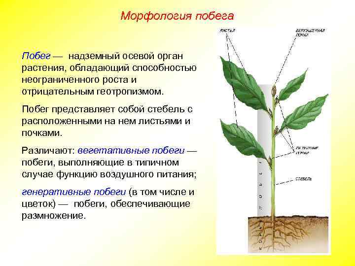 Морфология побега Побег — надземный осевой орган растения, обладающий способностью неограниченного роста и отрицательным