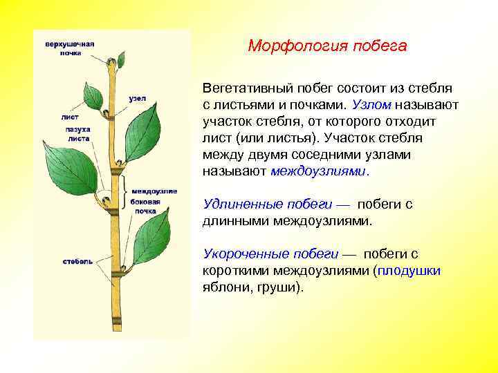 Морфология побега Вегетативный побег состоит из стебля с листьями и почками. Узлом называют участок