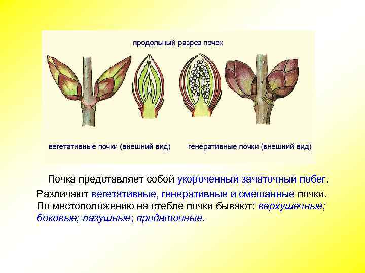 Генеративная культура. Вегетативная почка и генеративная почка. Зачаточный стебель почки. Почка это зачаточный побег.