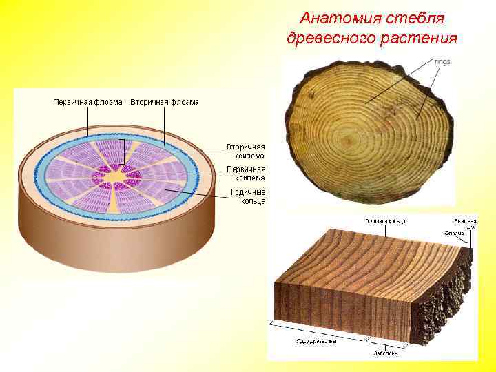 Анатомия стебля древесного растения 