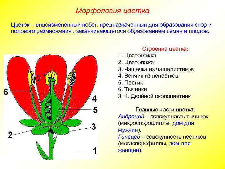 Морфология цветка Цветок – видоизмененный побег, предназначенный для образования спор и полового размножения ,