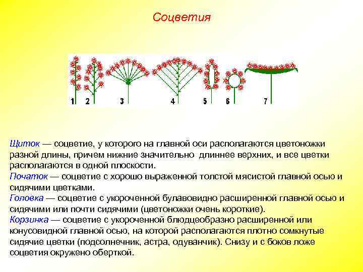 Соцветия Щиток — соцветие, у которого на главной оси располагаются цветоножки разной длины, причем