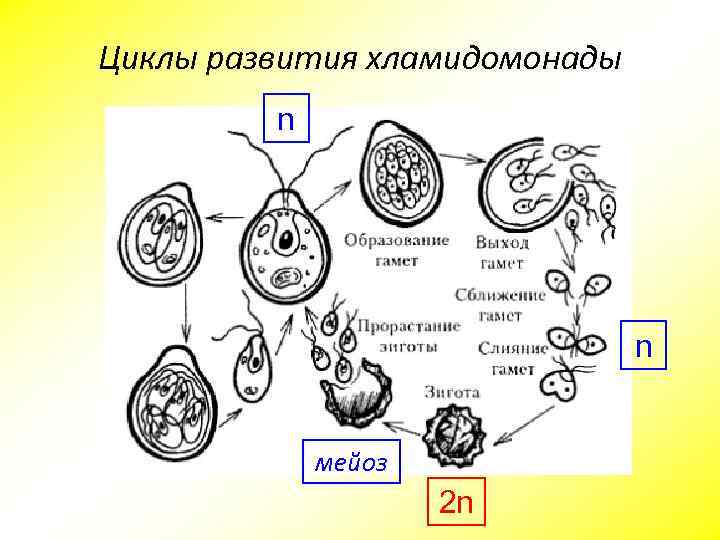 Циклы развития хламидомонады n n мейоз 2 n 